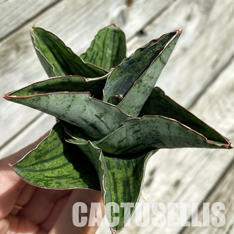 SH34659 Sansevieria ‘Liza’