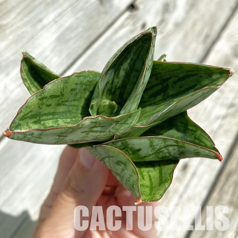 SH34662 Sansevieria ‘Angelina’