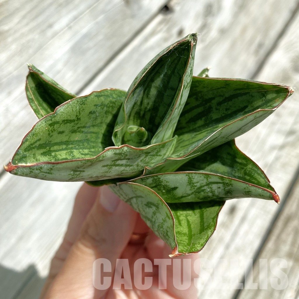 SH34662 Sansevieria ‘Angelina’