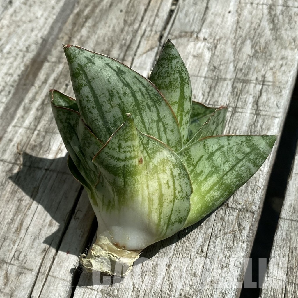 SH34662 Sansevieria ‘Angelina’ - Image 2
