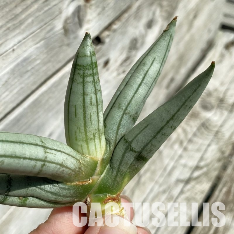 SH34663 Sansevieria ‘Boncel Silver’
