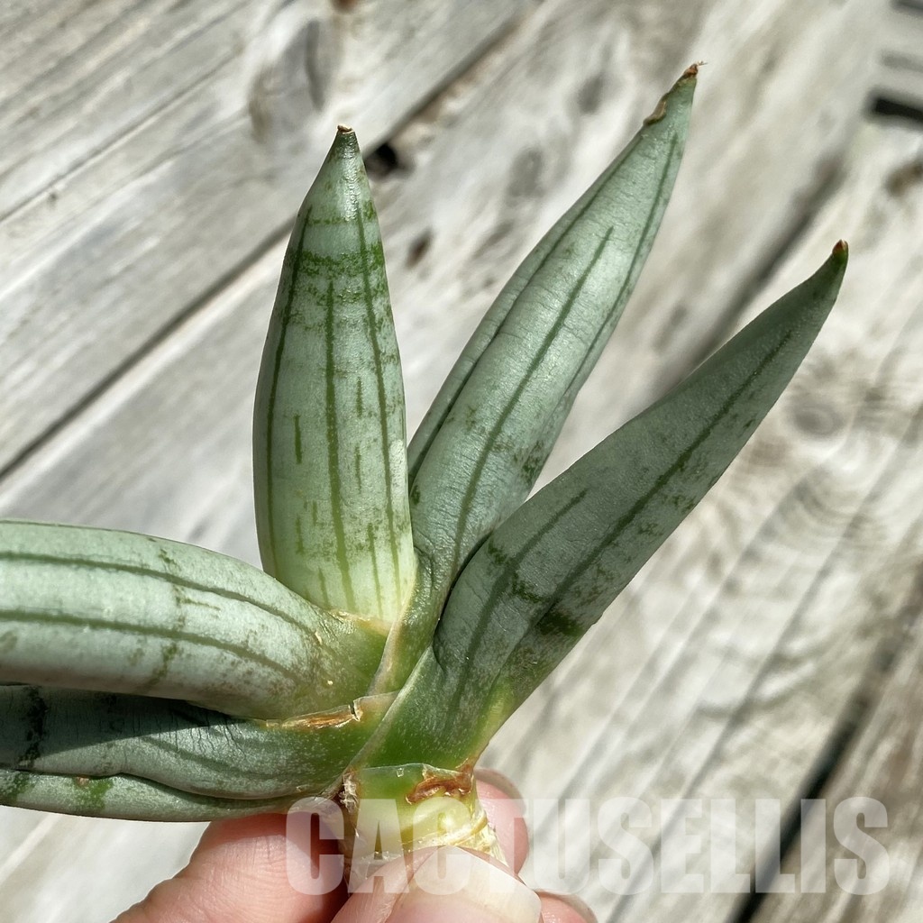 SH34663 Sansevieria ‘Boncel Silver’