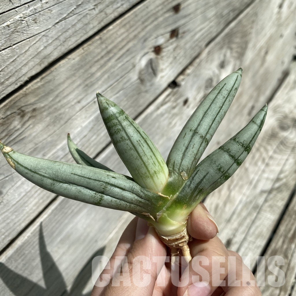 SH34663 Sansevieria ‘Boncel Silver’ - Imagen 2