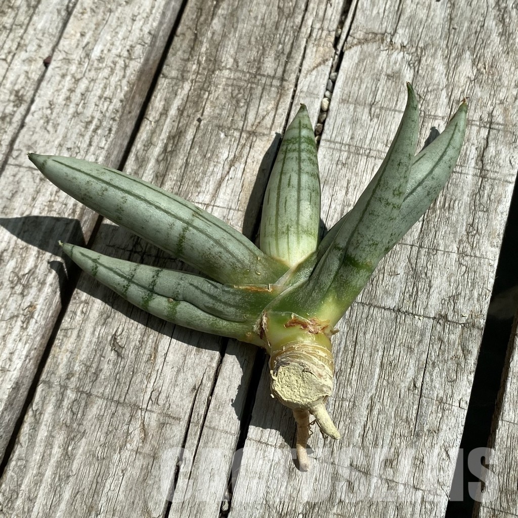 SH34663 Sansevieria ‘Boncel Silver’ - Imagen 3