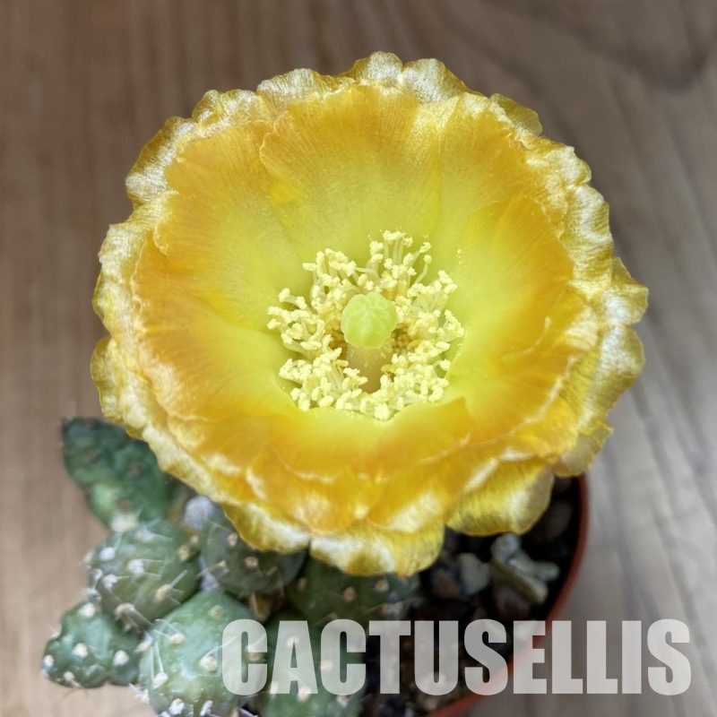 SH34651 Cumulopuntia pentlandii