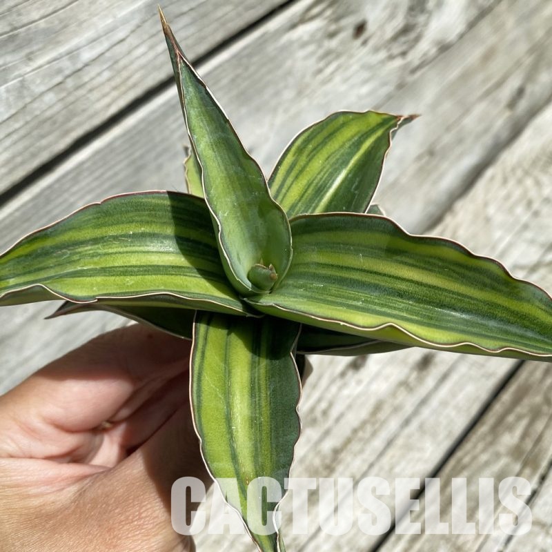 SH34665 Sansevieria ‘Kismaayo’ f. variegata