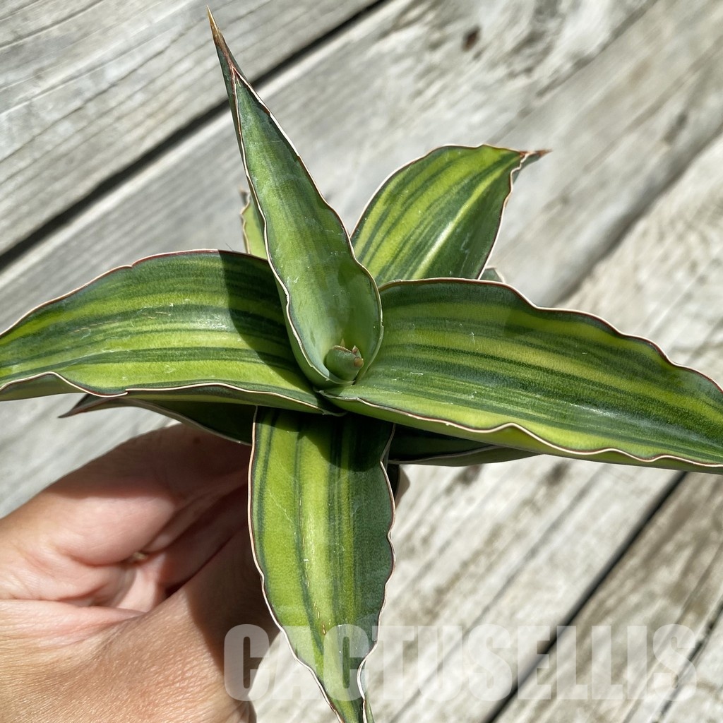 SH34665 Sansevieria ‘Kismaayo’ f. variegata