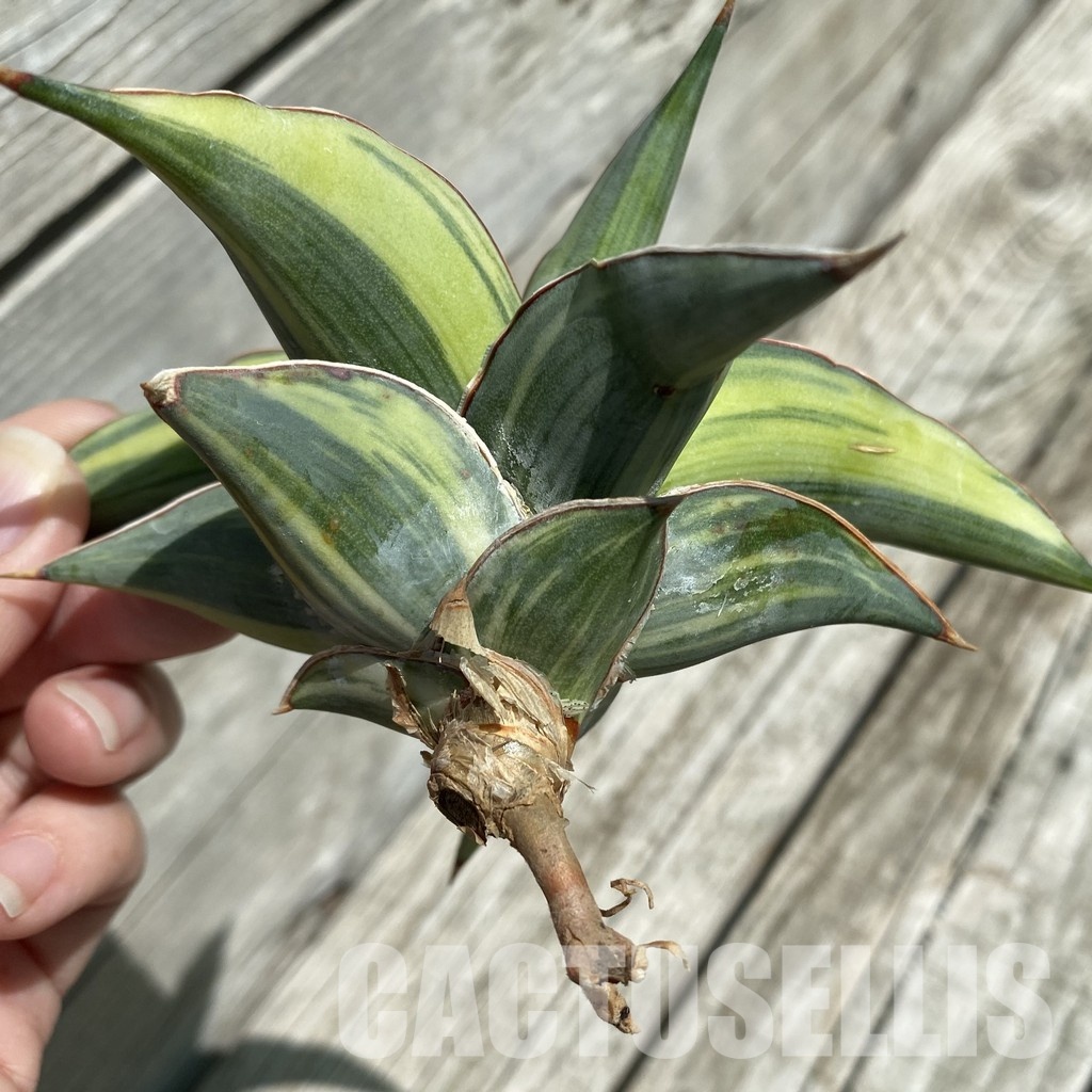 SH34665 Sansevieria ‘Kismaayo’ f. variegata - Image 2