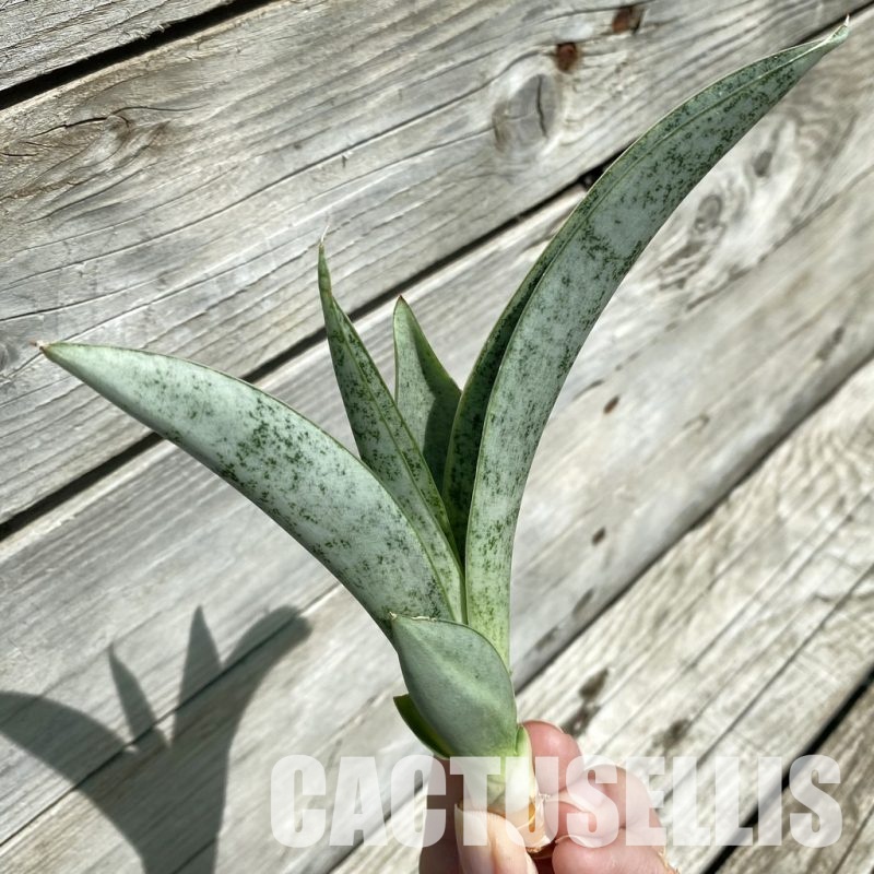 SH34667 Sansevieria Silver Spider'