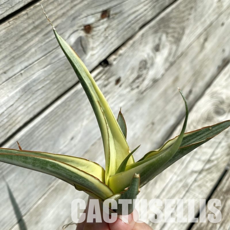 SH34668 Sansevieria ‘White Snow’