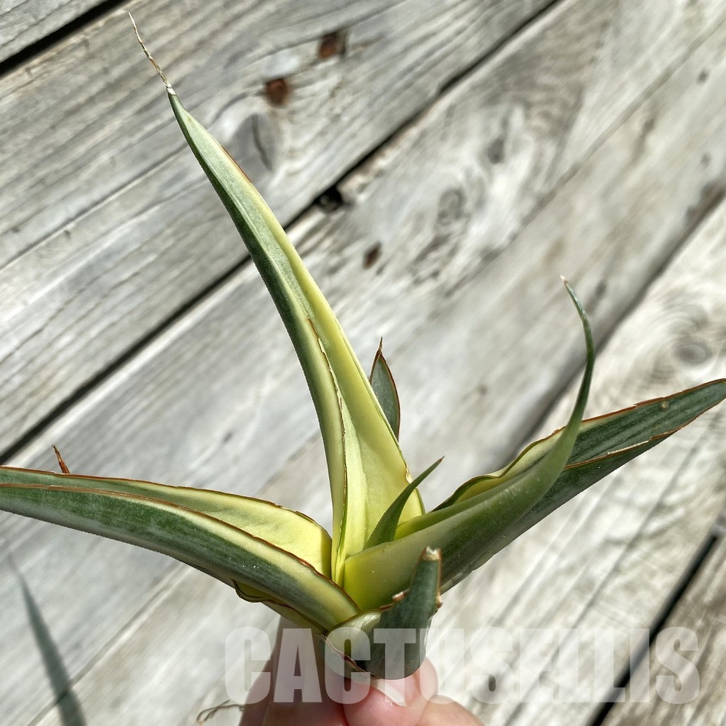 SH34668 Sansevieria ‘White Snow’