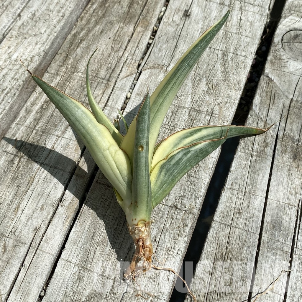 SH34668 Sansevieria ‘White Snow’ - Image 2