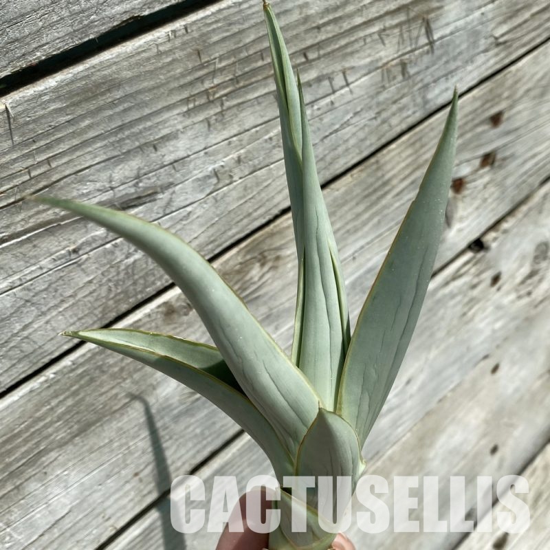 SH34671 Sansevieria 'Krich'