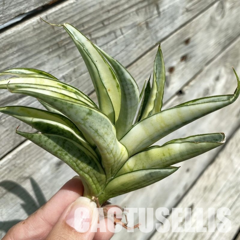 SH34672 Sansevieria ‘Gabriella White’