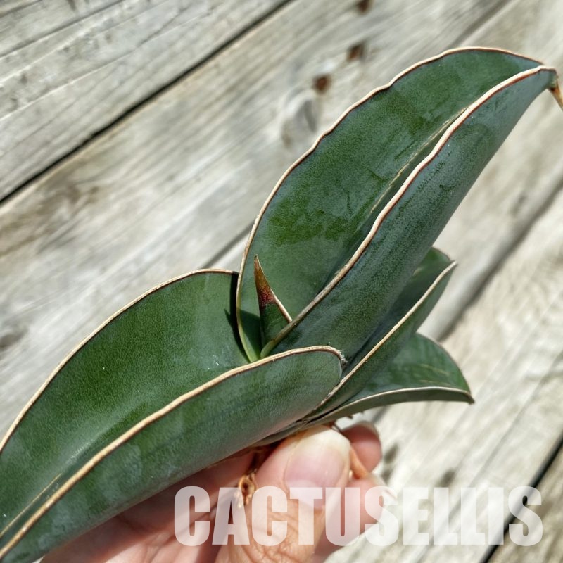 SH34673 Sansevieria ‘Mr blue’
