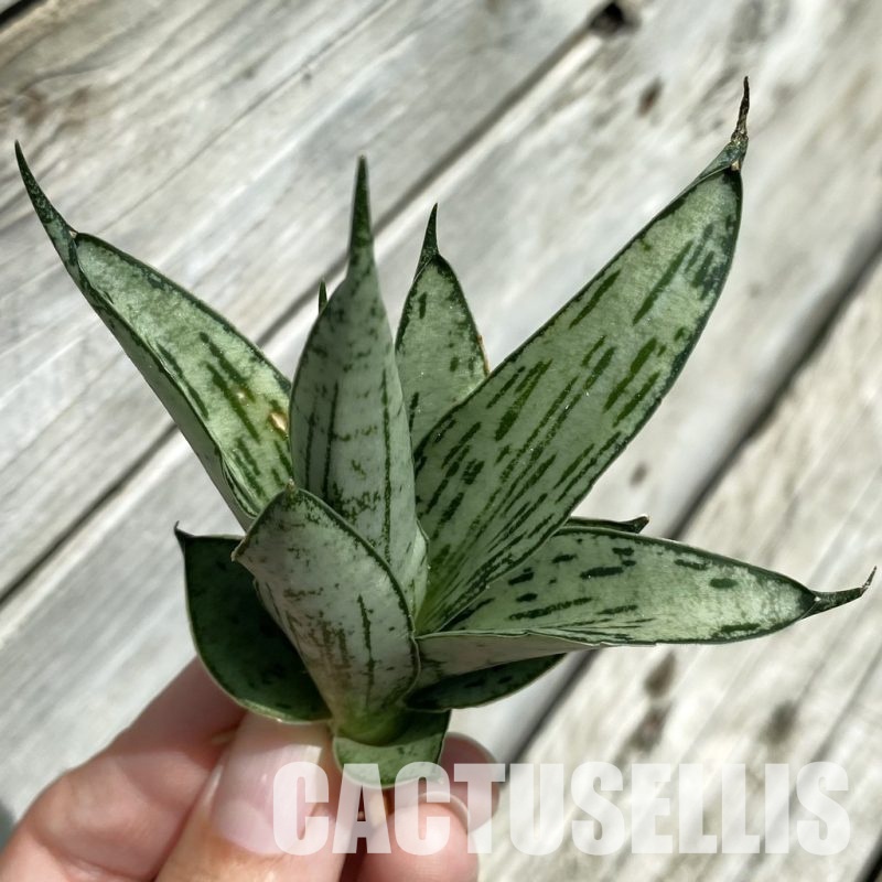 SH34674 Sansevieria ‘Nora'