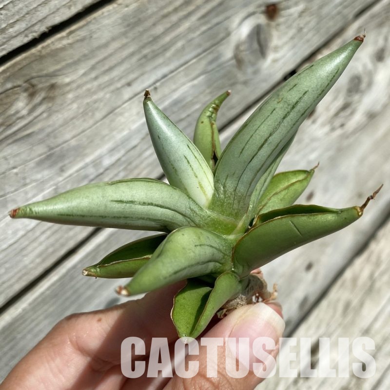 SH34676 Sansevieria ‘Baibit’