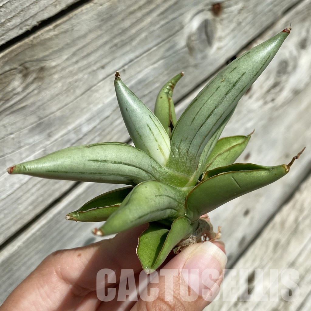 SH34676 Sansevieria ‘Baibit’