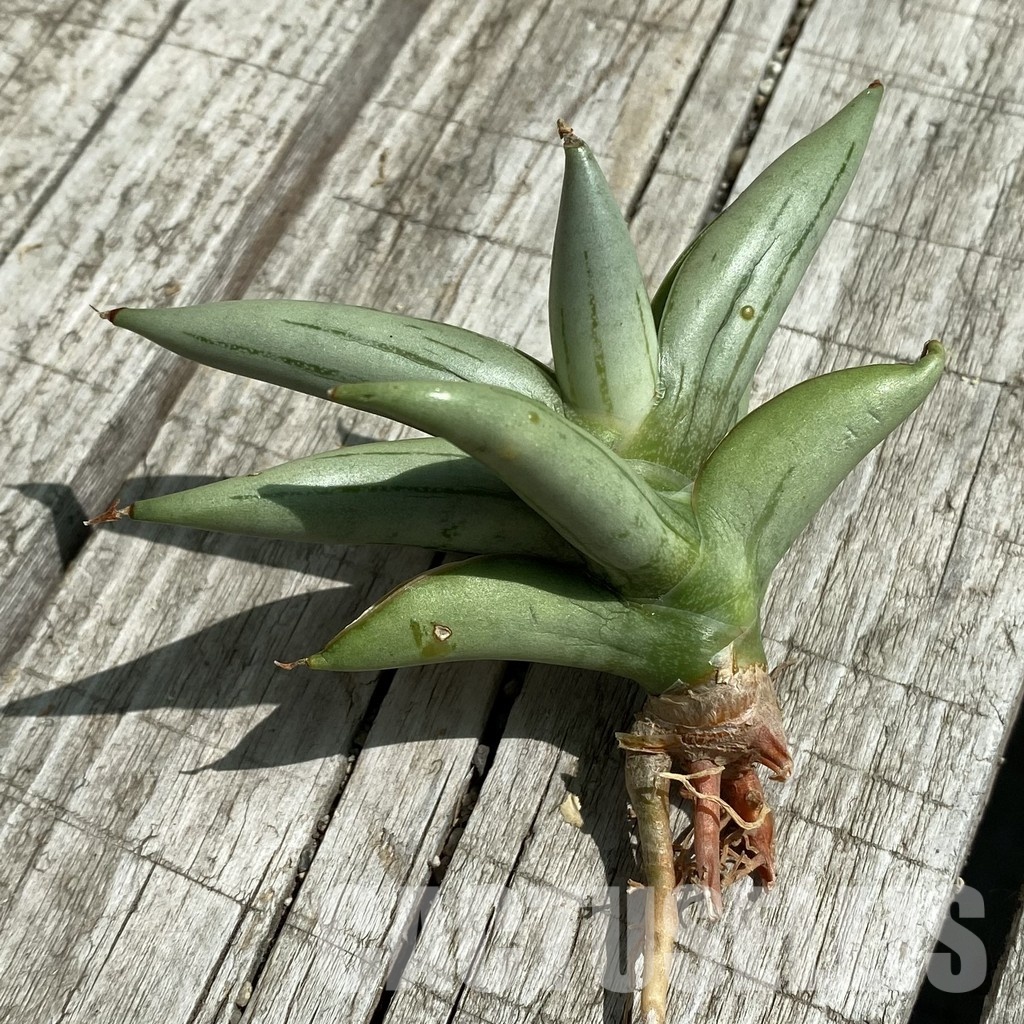 SH34676 Sansevieria ‘Baibit’ - Image 2