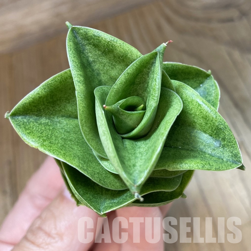 SH34677 Sansevieria ‘Mini Condo’