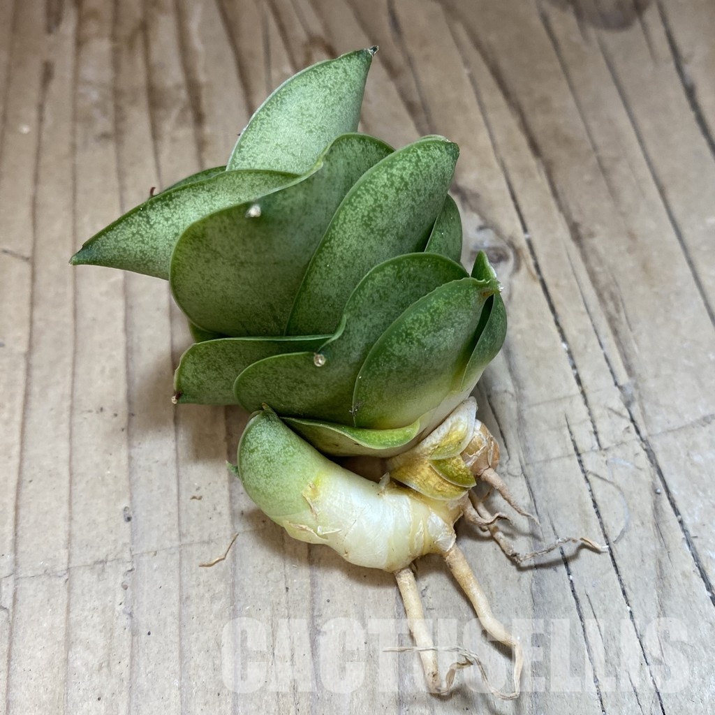 SH34677 Sansevieria ‘Mini Condo’ - Image 2