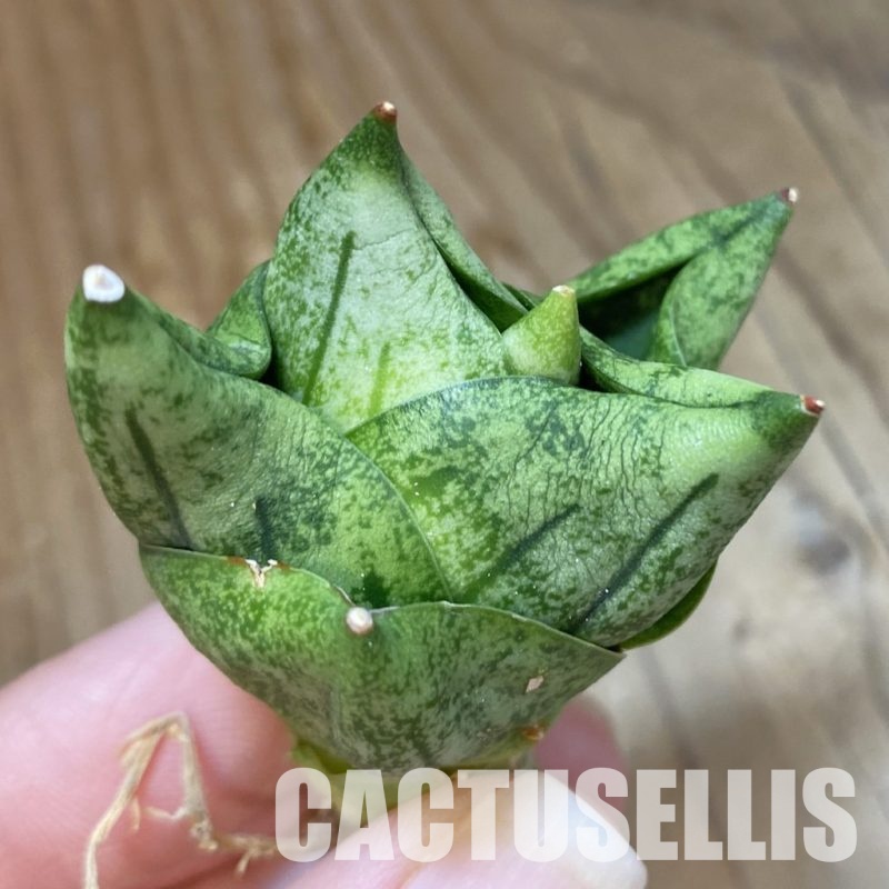 SH34678 Sansevieria ‘Tamu Tami’
