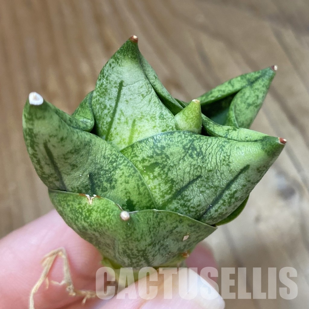 SH34678 Sansevieria ‘Tamu Tami’