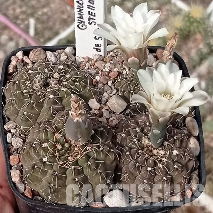 LOT1084 20 seeds/20 СЕМЕНА  Gymnocalycium stellatum RS1729   2025