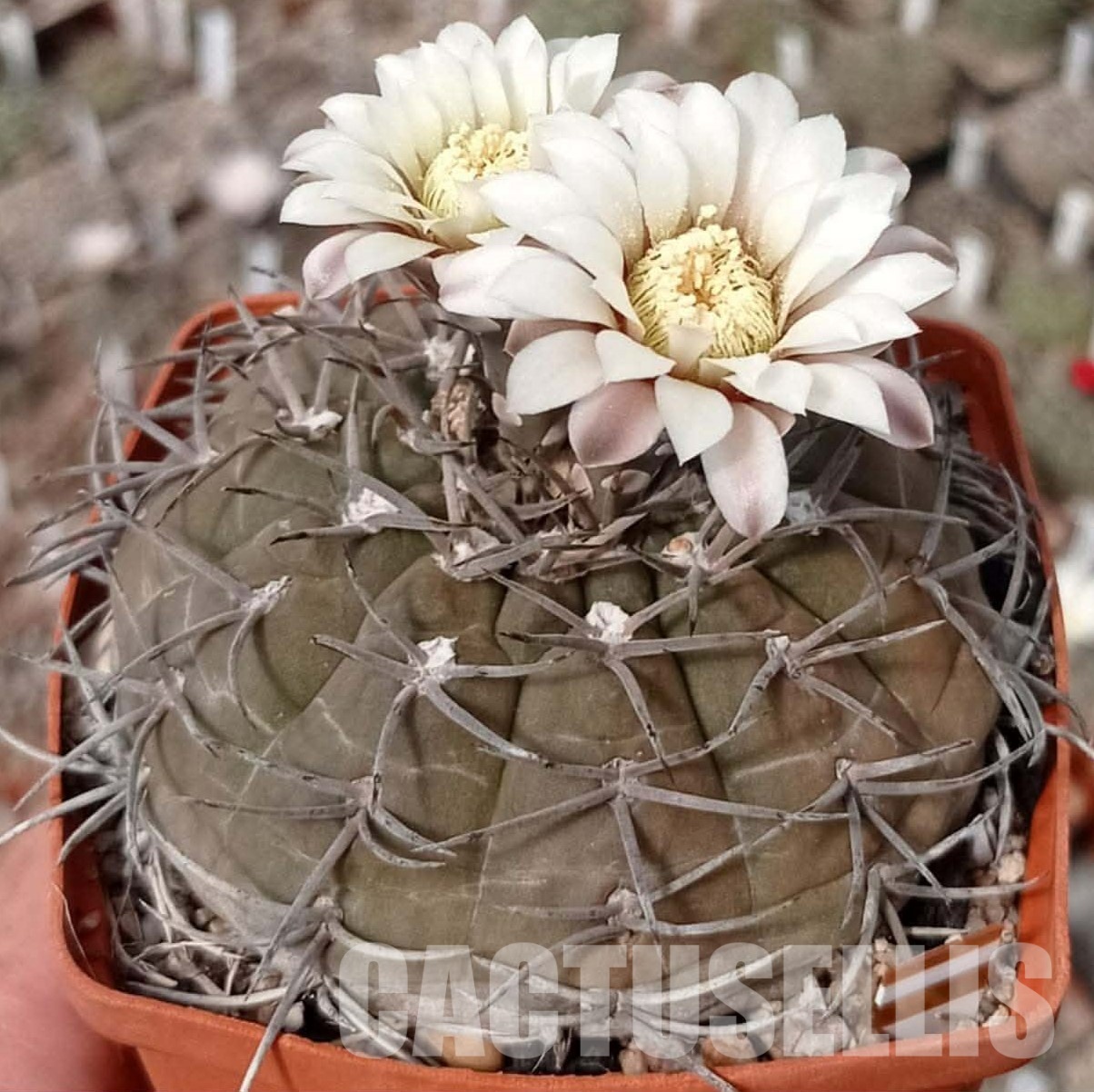 LOT1085 20 seeds/20 СЕМЕНА Gymnocalycium bodenbenderianum v. pipanacoense P140 2025