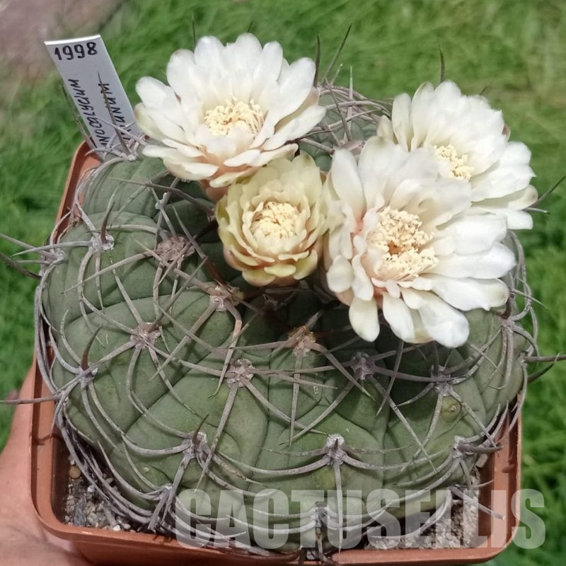 LOT1086 20 seeds/20 СЕМЕНА  Gymnocalycium bayrianum   2025
