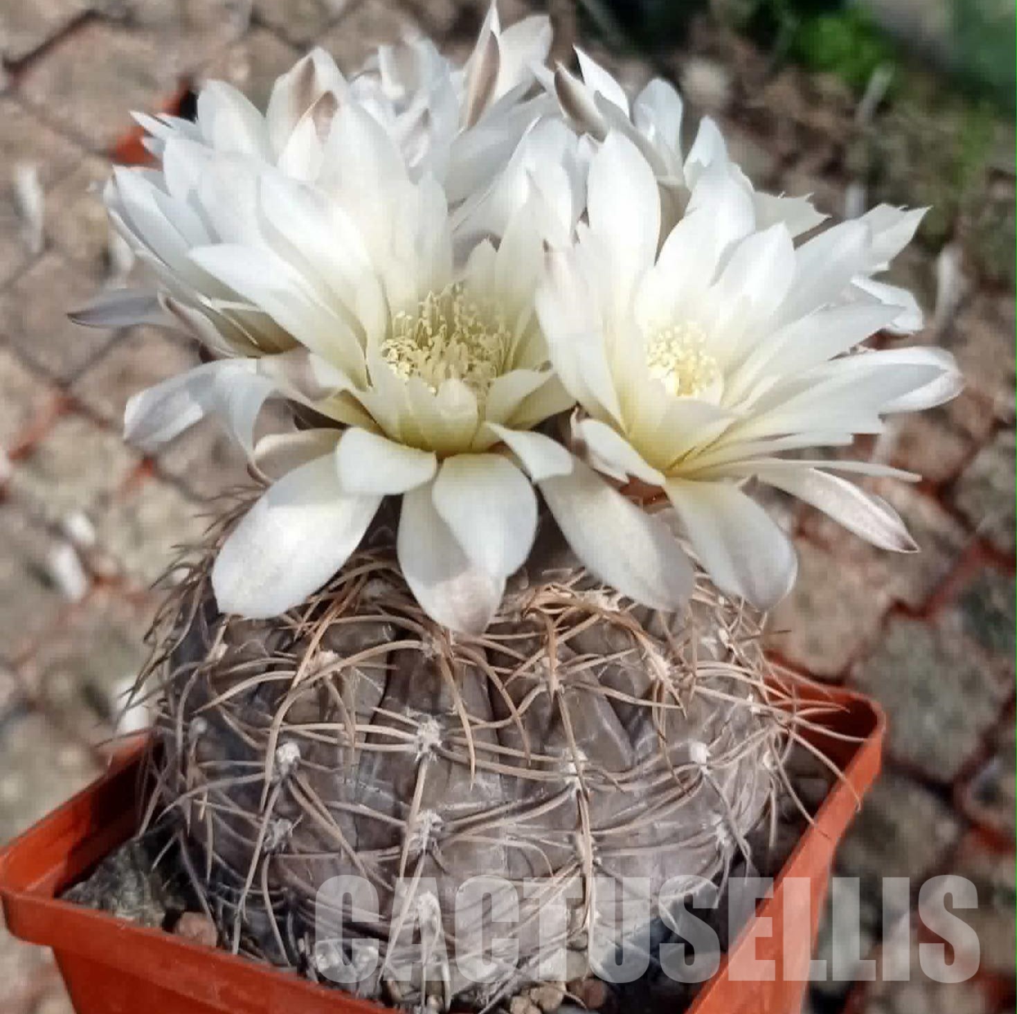 LOT1087 20 seeds/20 СЕМЕНА Gymnocalycium borthii v.nogolense VG411/2 2025