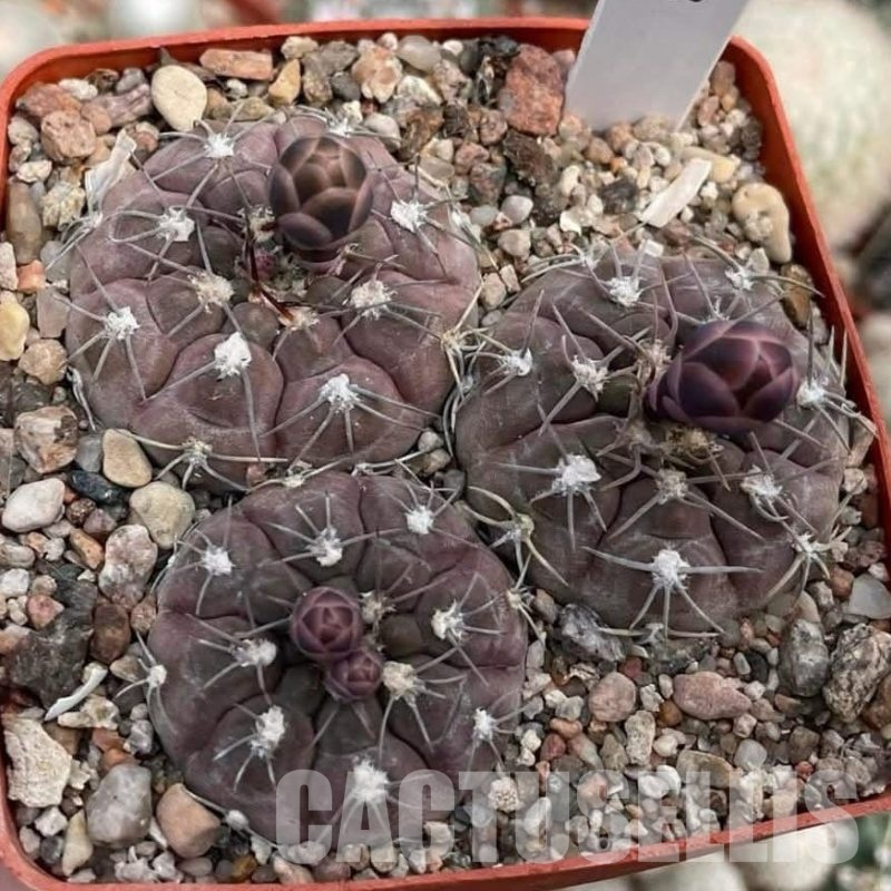 LOT1088 20 seeds/20 СЕМЕНА  Gymnocalycium ferrari P136   2025