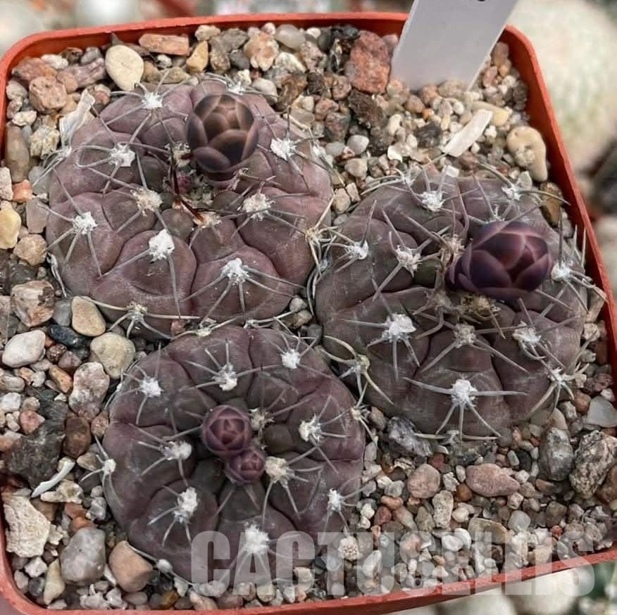 LOT1088 20 seeds/20 СЕМЕНА Gymnocalycium ferrari P136 2025