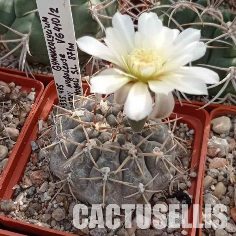 LOT1089 20 seeds/20 СЕМЕНА  Gymnocalycium borthii v.nogolense VG410   2025
