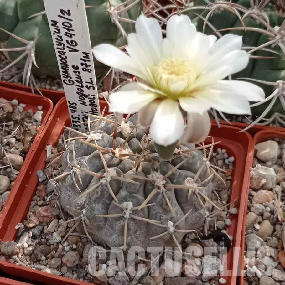 LOT1089 20 seeds/20 СЕМЕНА Gymnocalycium borthii v.nogolense VG410 2025