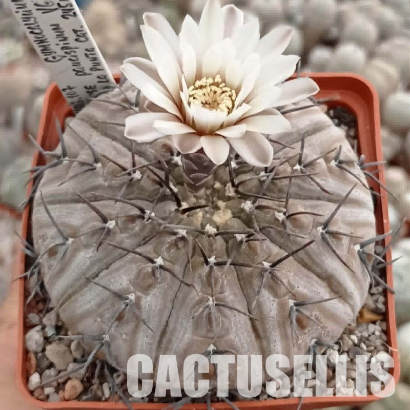 LOT1090 20 seeds/20 СЕМЕНА  Gymnocalycium bodenbenderianum v.paucispinum VG551   2025