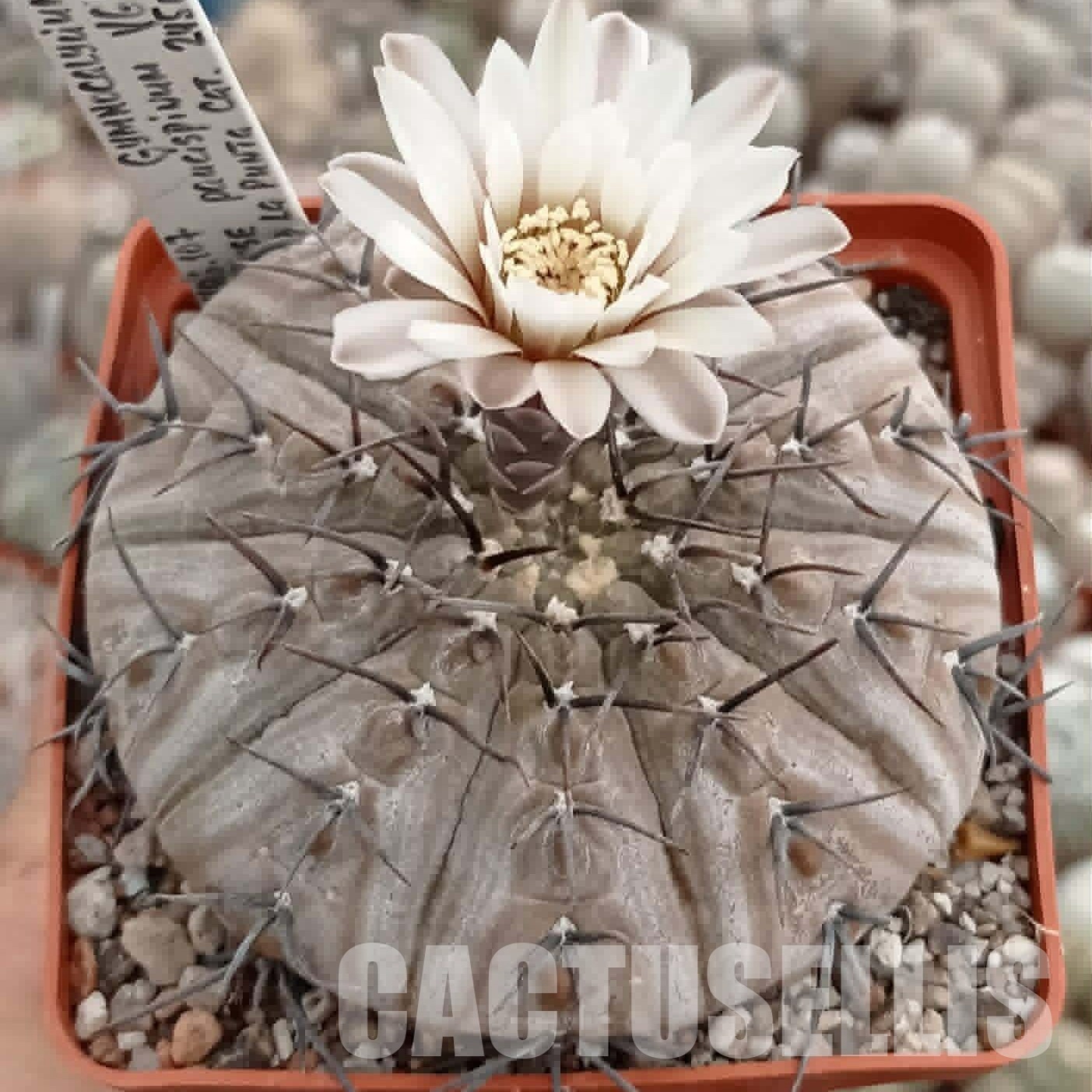 LOT1090 20 seeds/20 СЕМЕНА Gymnocalycium bodenbenderianum v.paucispinum VG551 2025