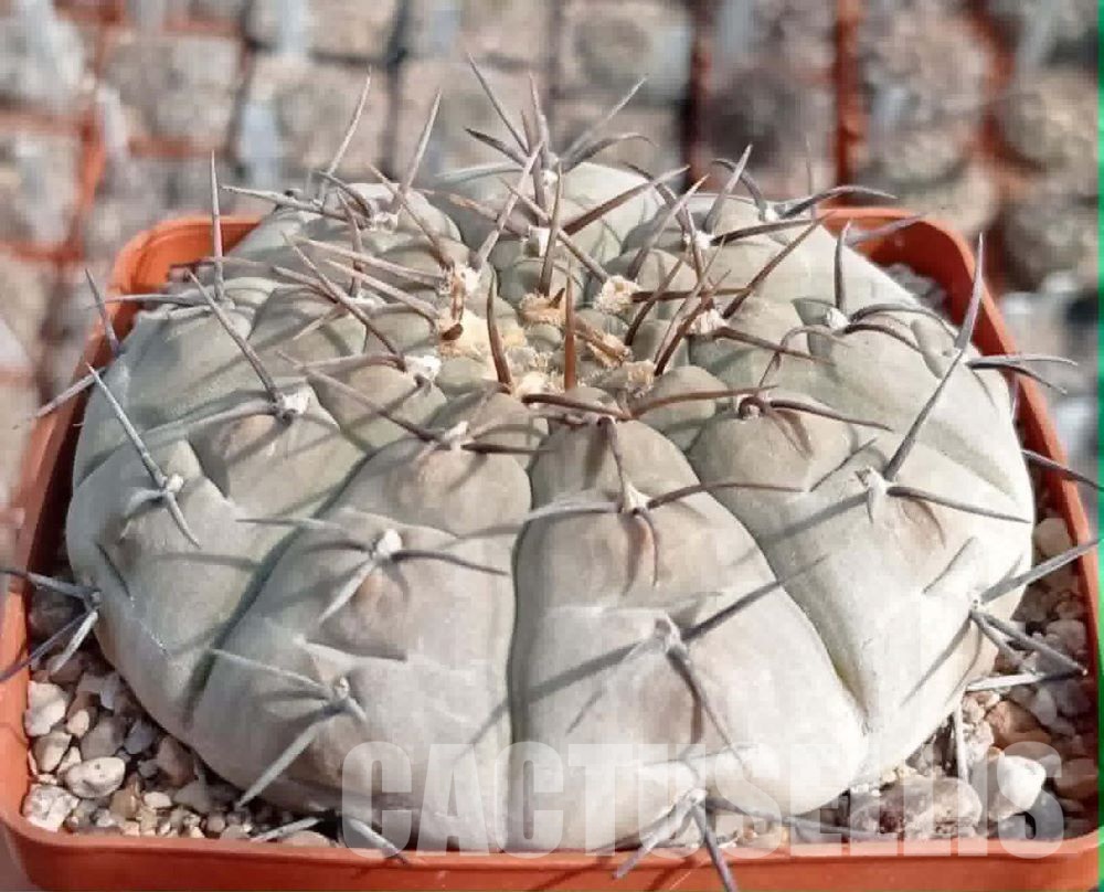 LOT1090 20 seeds/20 СЕМЕНА Gymnocalycium bodenbenderianum v.paucispinum VG551 2025 - Image 2