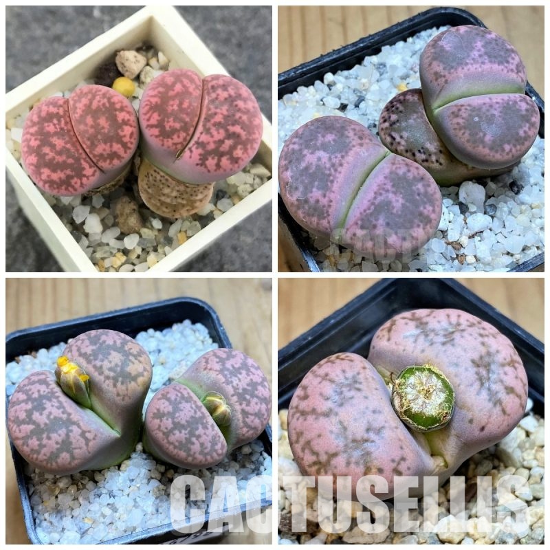 LOT746 20 SEEDS/20 СЕМЕНА Lithops gesinae v. annae, pink form, Harvest 2025