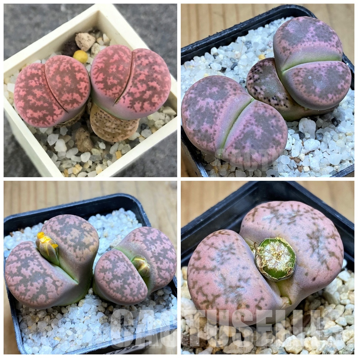 LOT746 20 SEEDS/20 СЕМЕНА Lithops gesinae v. annae, pink form, Harvest 2025