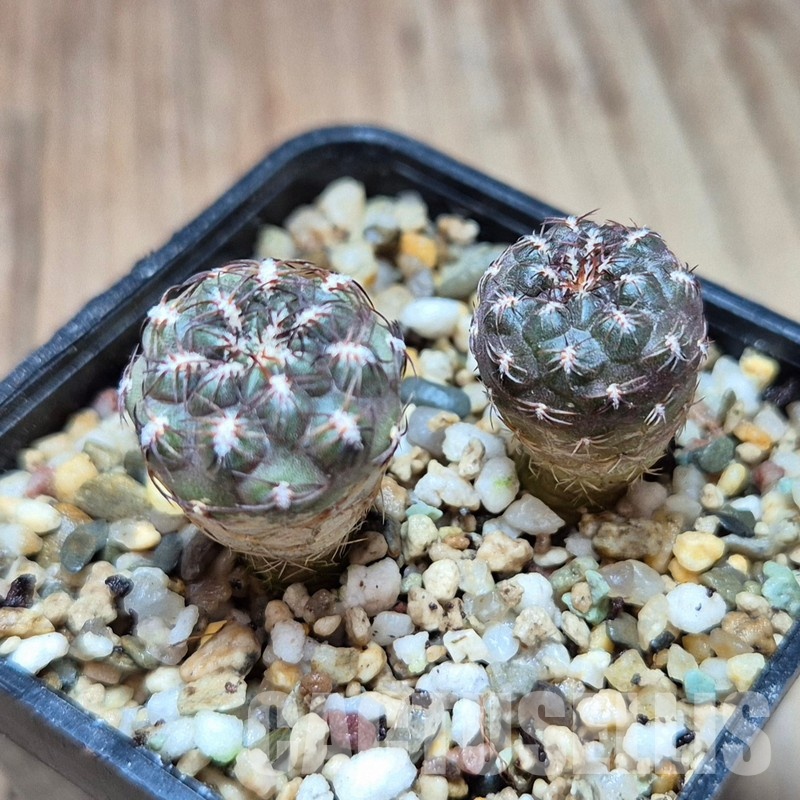 VVG33323 Sulcorebutia unguispina SH1250 seedling 2 plants