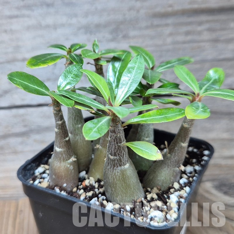 VVG33333 Adenium obesum hybrid mix 9 plants seedling