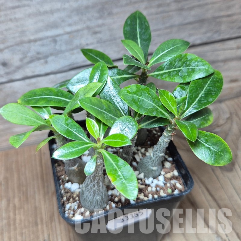 VVG33334 Adenium obesum hybrid mix 8 plants seedling