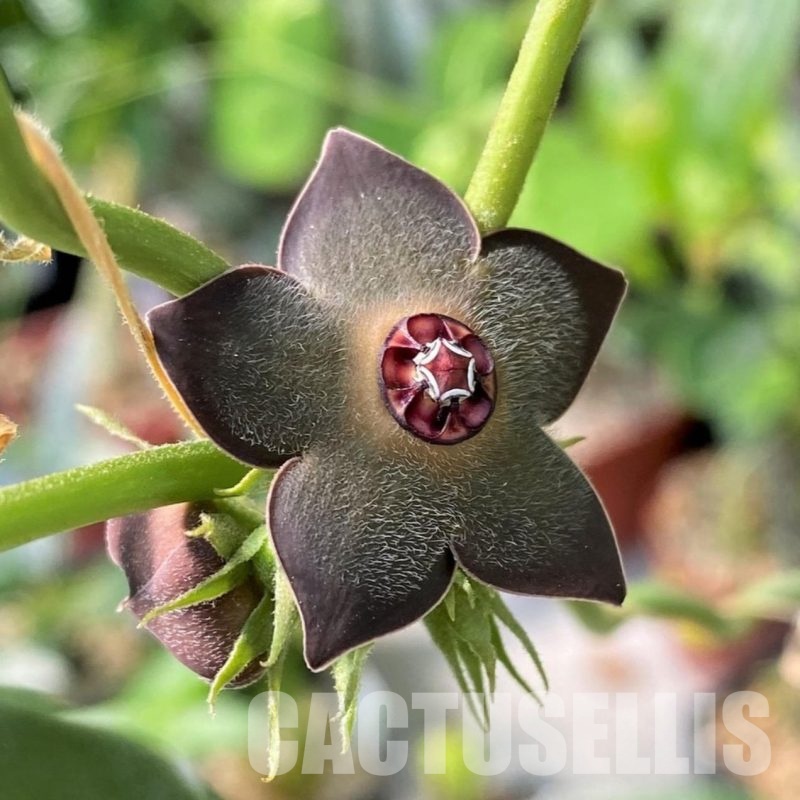 YAR34030 Matelea cyclophylla (Gonolobus)