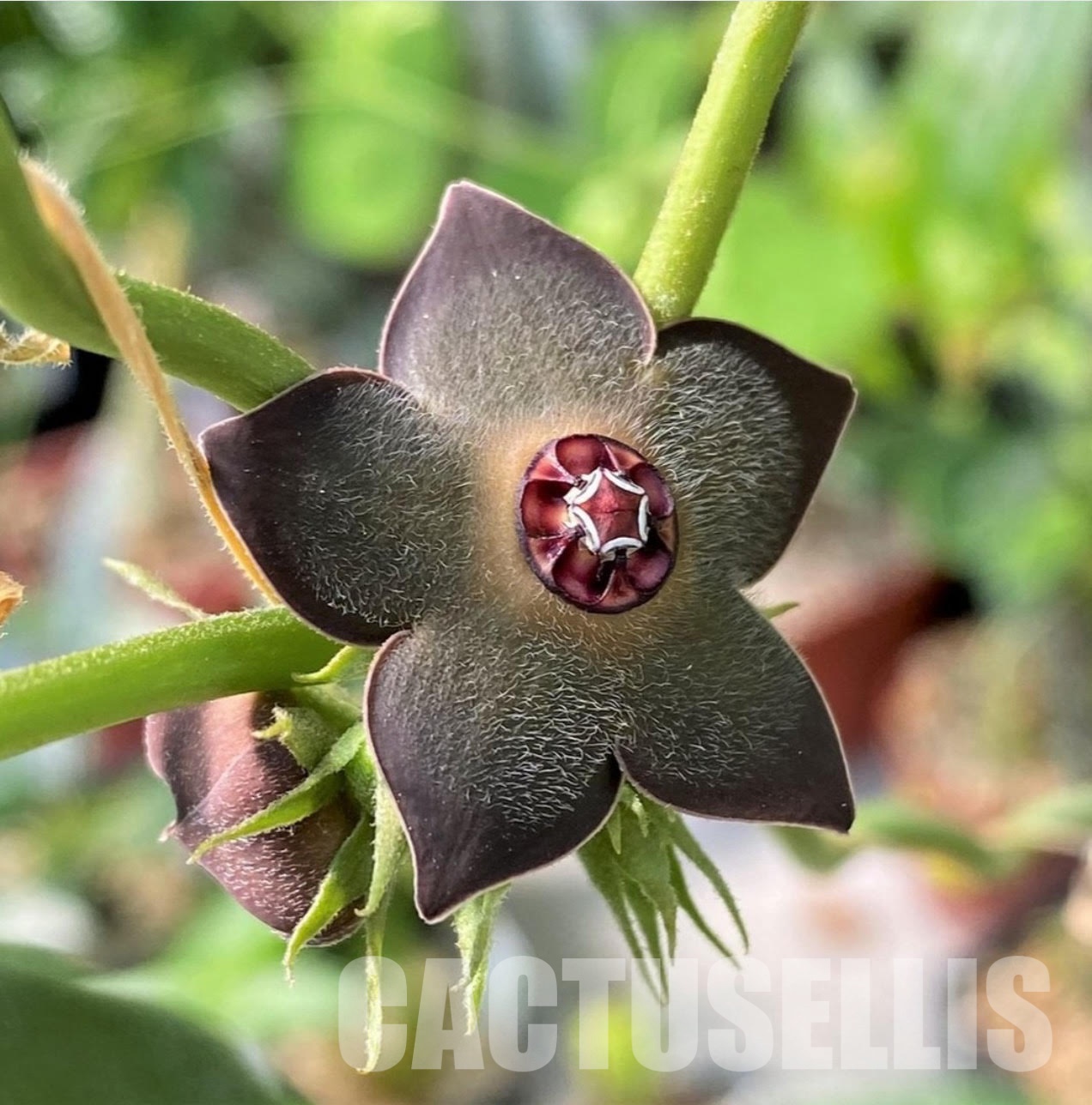 YAR34030 Matelea cyclophylla (Gonolobus)