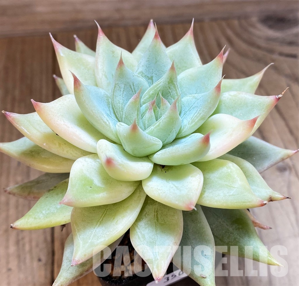 SH35006 Echeveria tolimanensis hybrid - Image 2