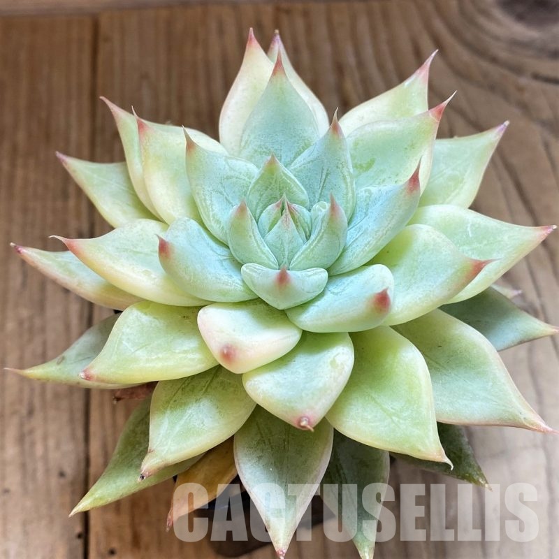 SH35006 Echeveria tolimanensis hybrid