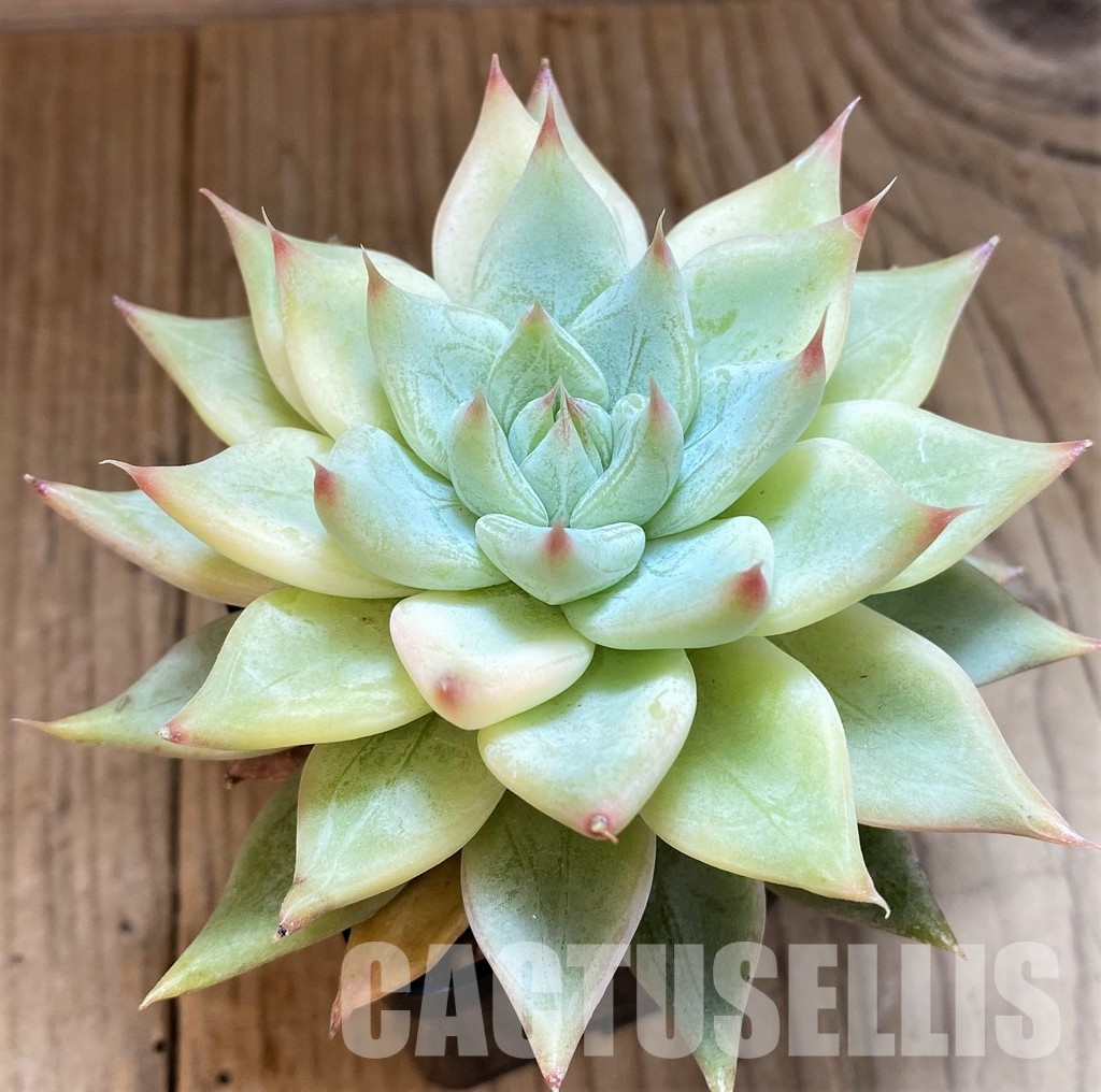 SH35006 Echeveria tolimanensis hybrid