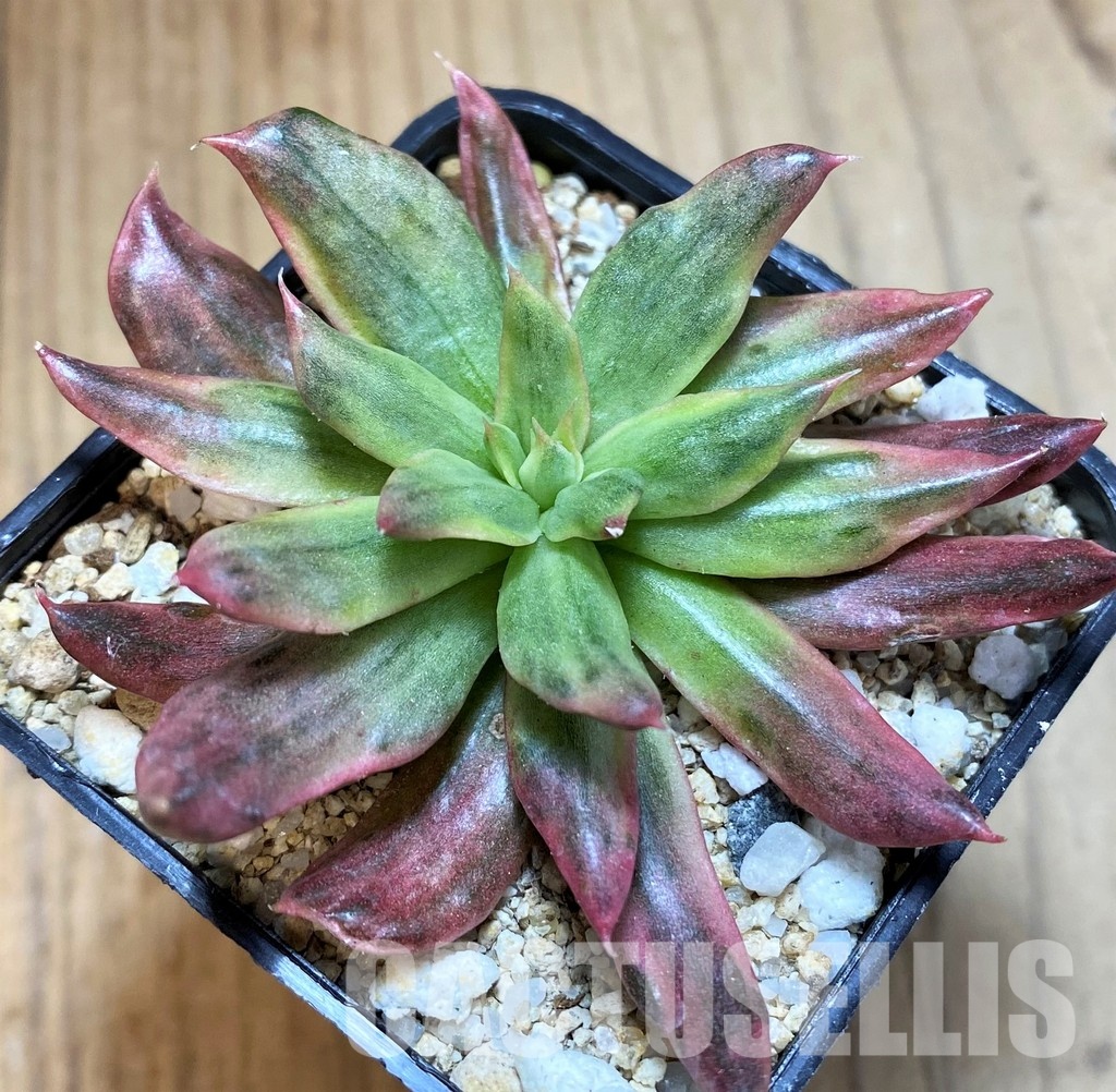 SH35007 Echeveria 'Red Prince' f. variegata