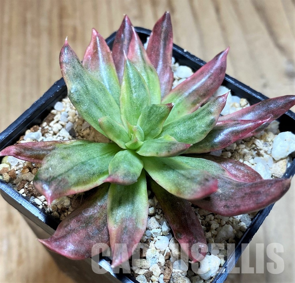 SH35007 Echeveria 'Red Prince' f. variegata - Зображення 4